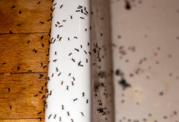 Professional Pest Control in New Albany, MS